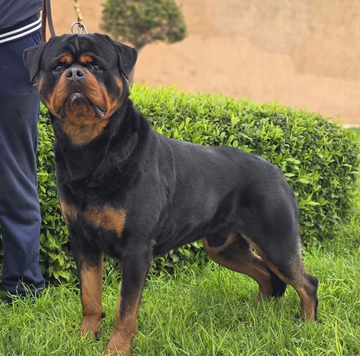 Rottweilers PEDIGREE