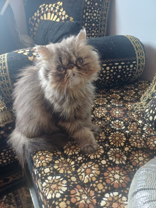 Femelle persan 3 mois