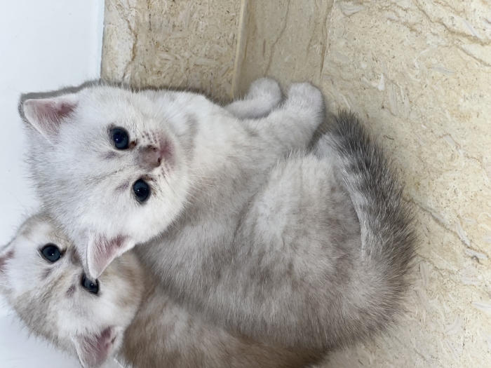 british shorthair et scottish fold