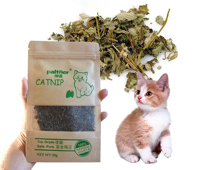 Herbe à chat Catnip naturel prix Maroc