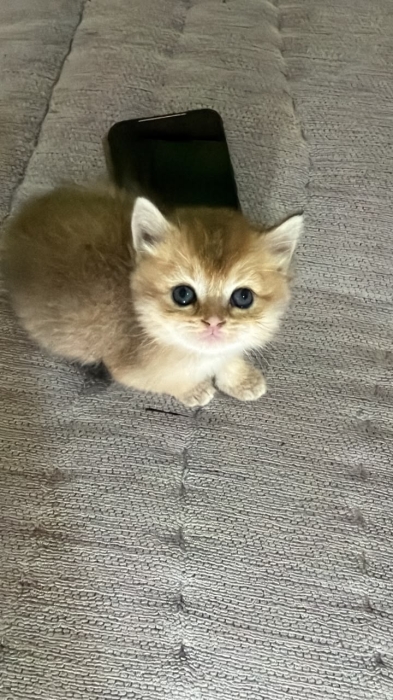 British shorthair