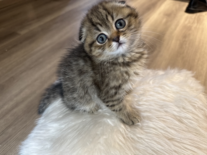 Scottish fold