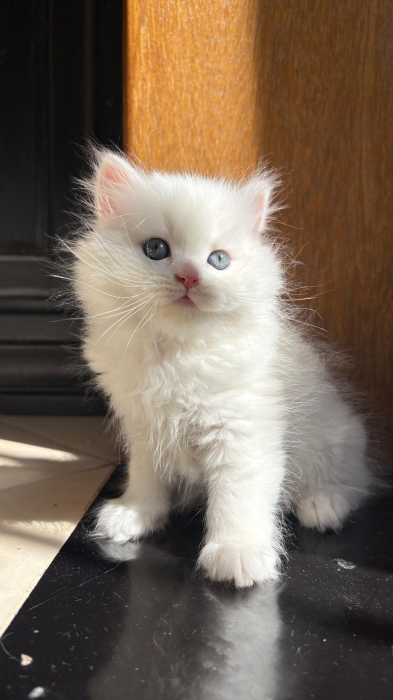 Highland Straight et scottish fold