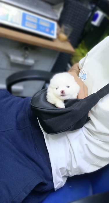 Chiots spitz pommeranie