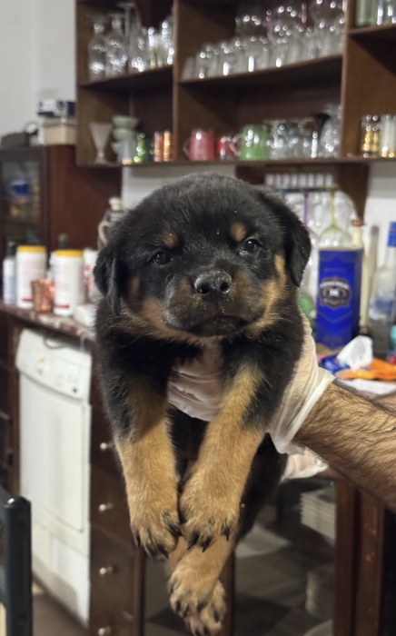 Magnifique chiot rottweiler pedigree
