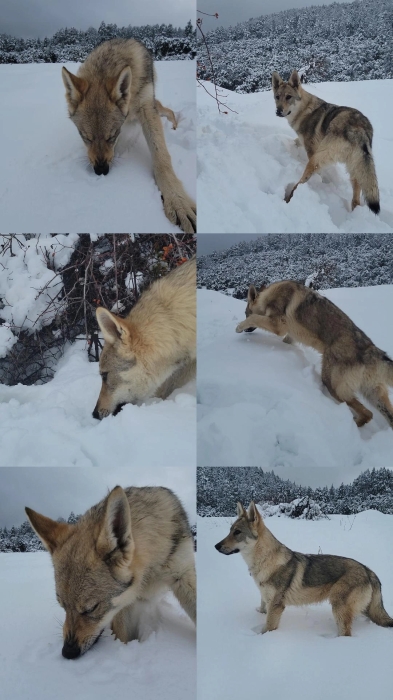 Chien Loup Tchécoslovaque 6 mois – Vacciné – Grand gabarit