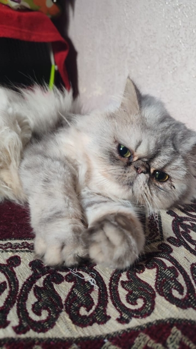 Femelle persan chinchilla 8 mois