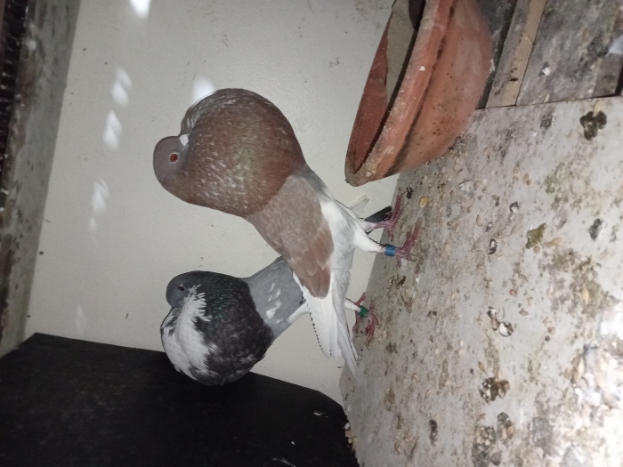 ذكر وأنثى حمام البولوا