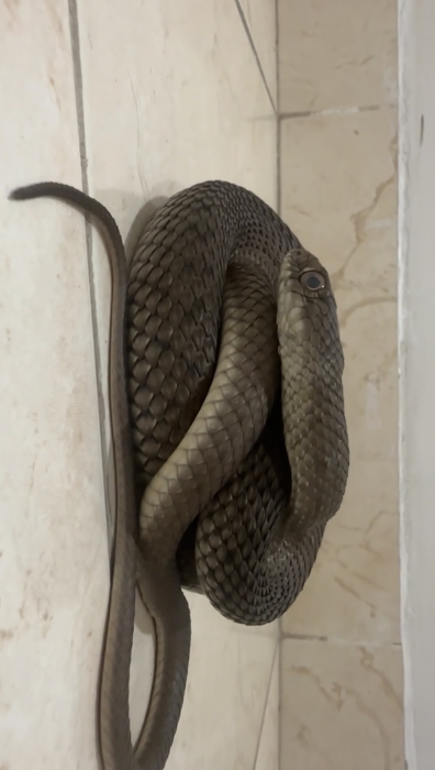 Serpent