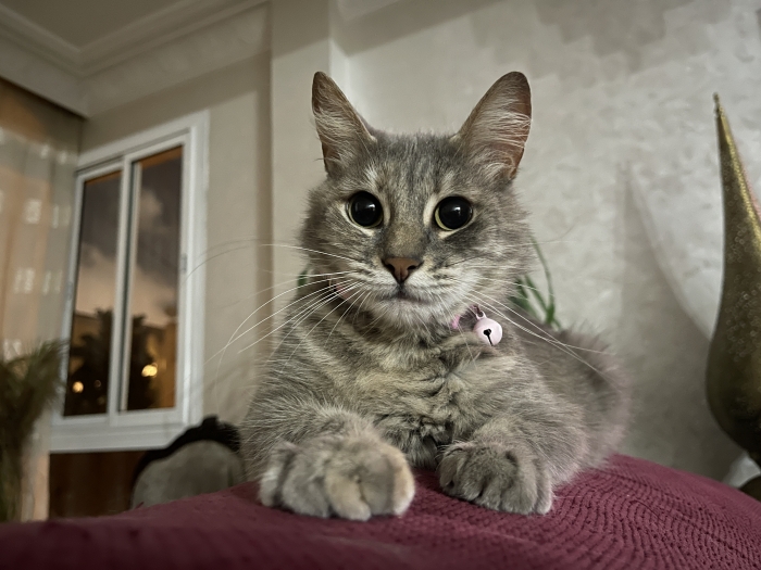 Chat femelle pour adoption