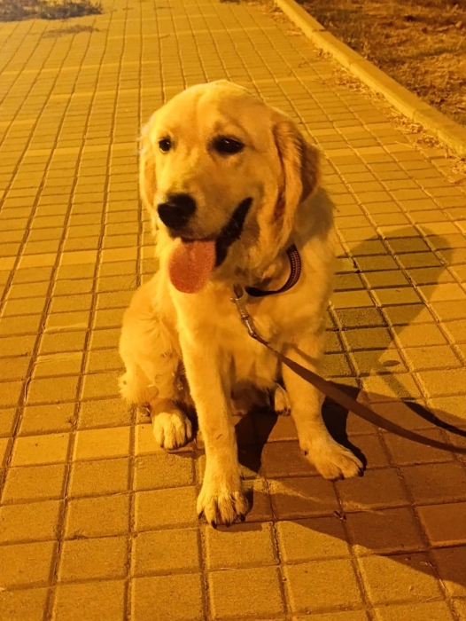 Golden retriever