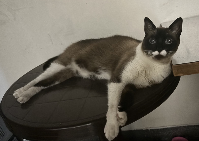 Chat femelle siamois en bonne santé