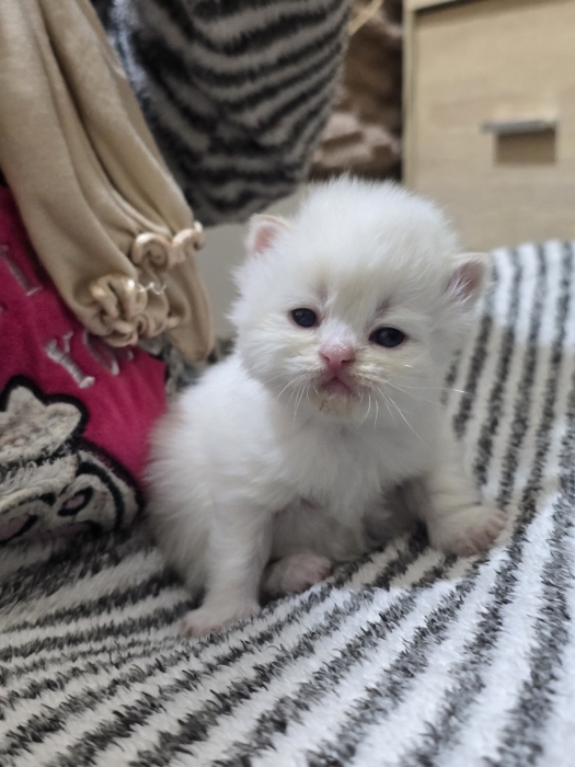 Chat persan himalaya