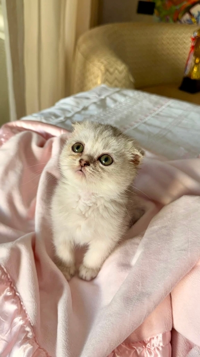 Des chatons scottish fold