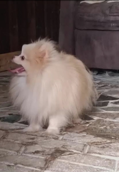 Super femelle spitz nain Poméranie