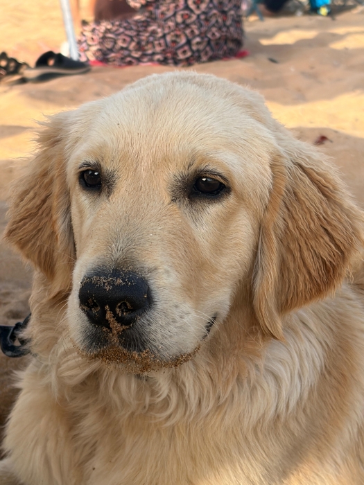 Golden retreiver