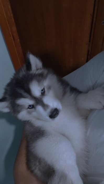 Chiot Husky Sibérien Pur Race Poil Long