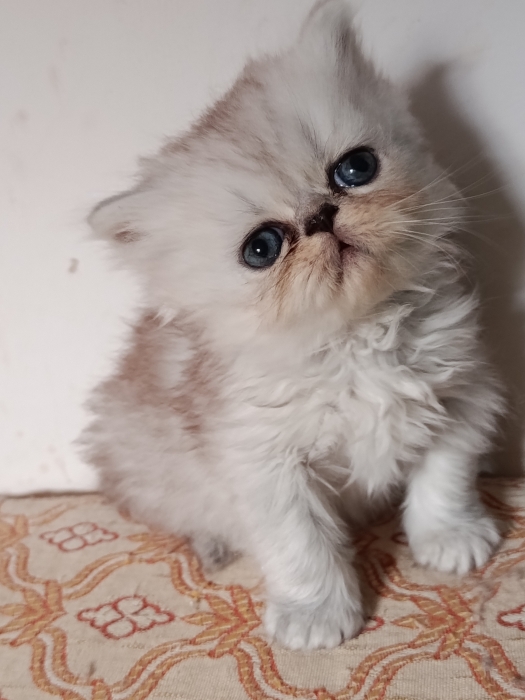 Chaton persan chinchilla race pur