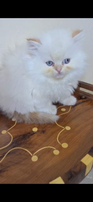 Chat persan himalaya