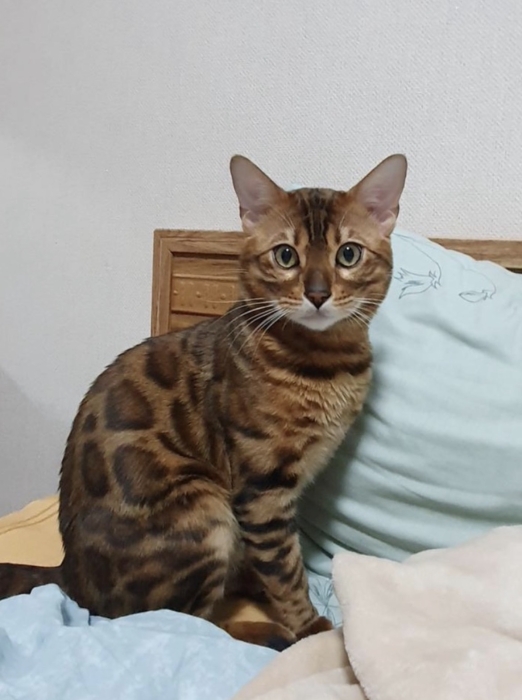 Chatons Bengal
