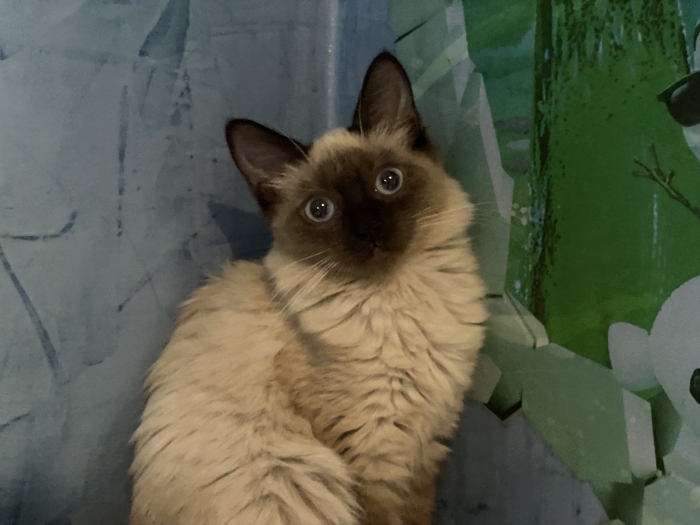 Chatons balinais femelles 3mois et demi