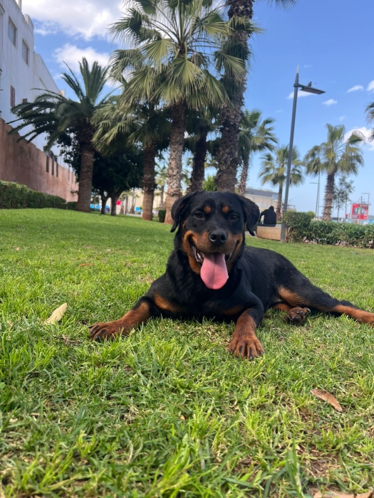 Femelle rottweiler race pure 6 mois