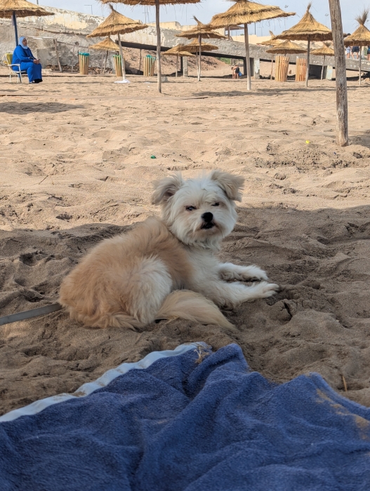 Bichon havanais à donner