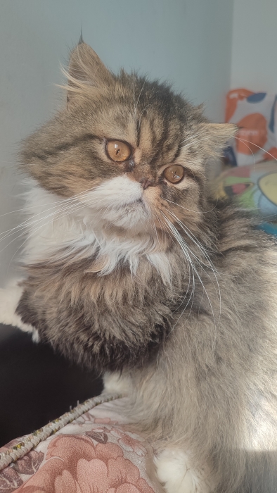 Mâle persan race pur