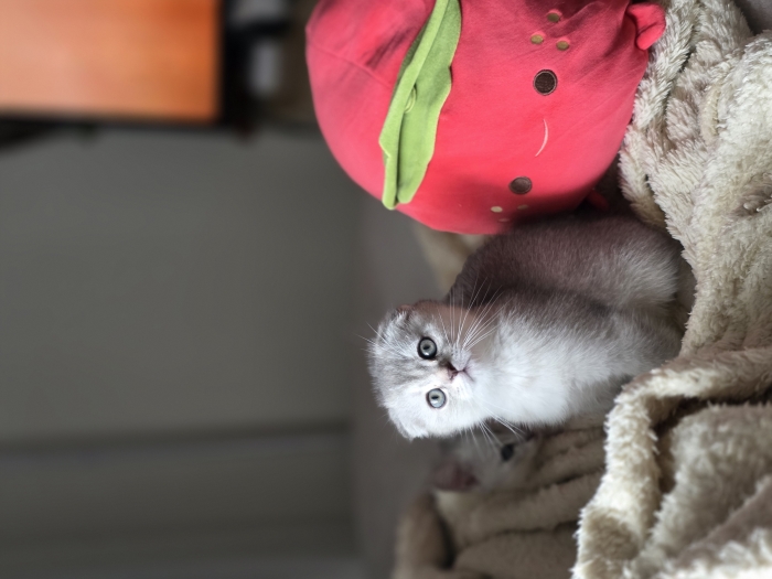 Chatton male scottish fold Silver