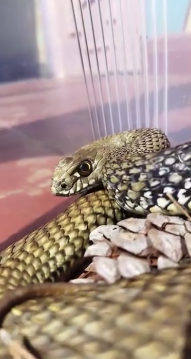 Serpent