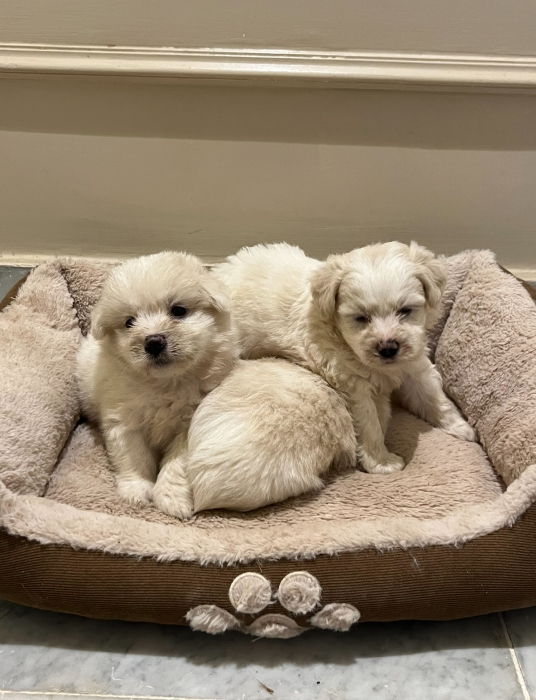 Bichon Maltais ✨🐾