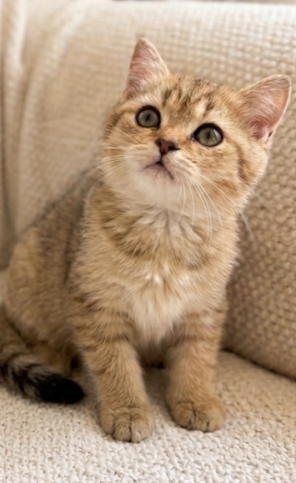chaton Scottish straight Pure Race