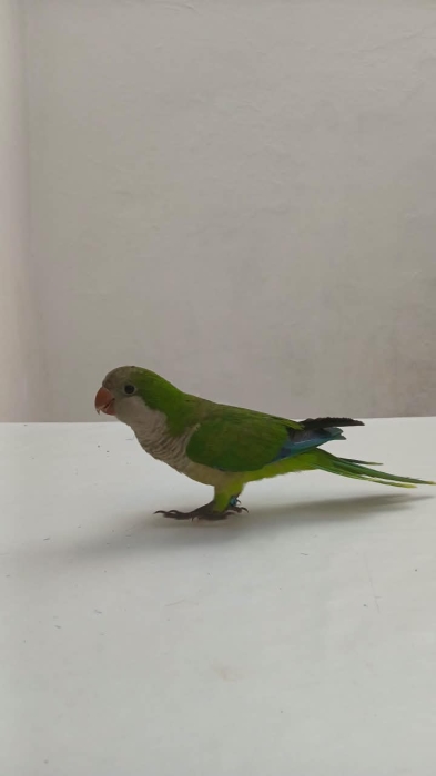 Quaker vert (Conure veuve)