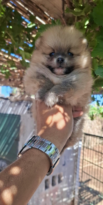 Spitz Pomeranian