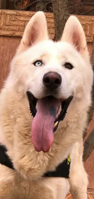 Chien husky malamut