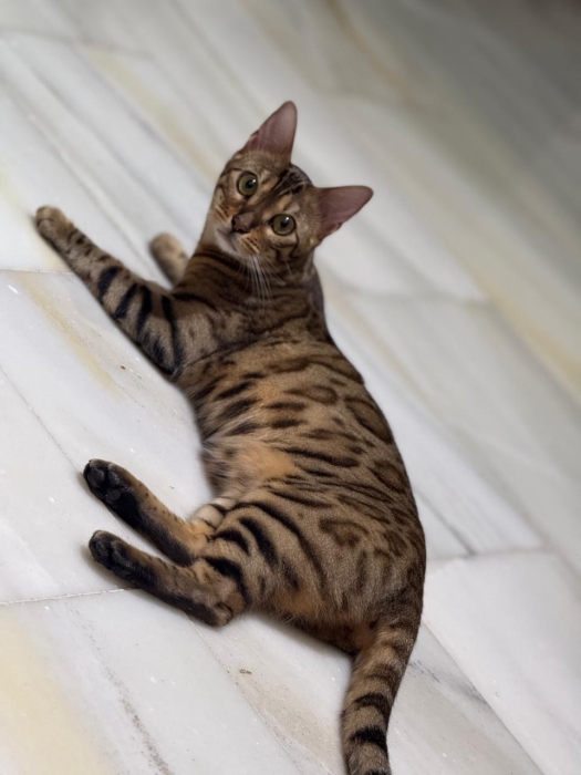 Chat Bengale