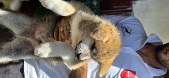 AKITA INU ROUX AVEC PEDIGREE