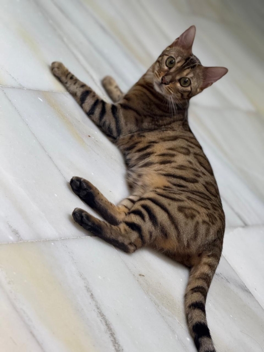 Chat Bengale