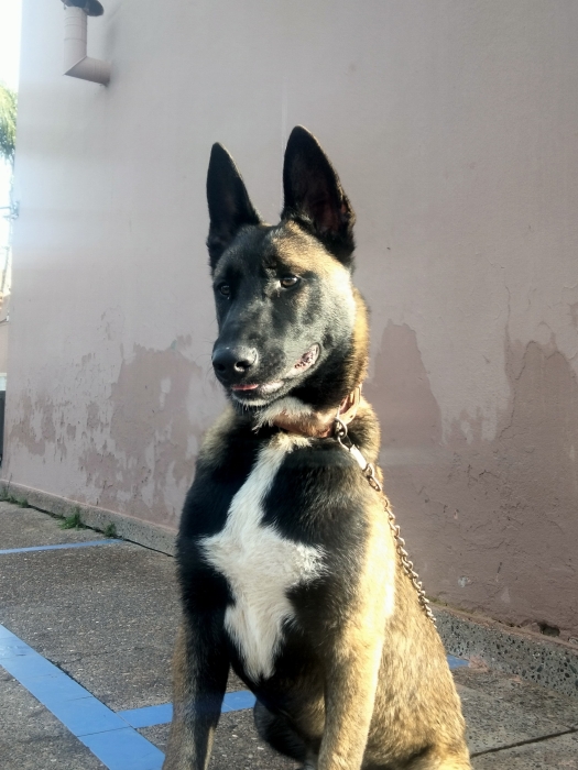 Malinois charbonner مالينوا شاربوني