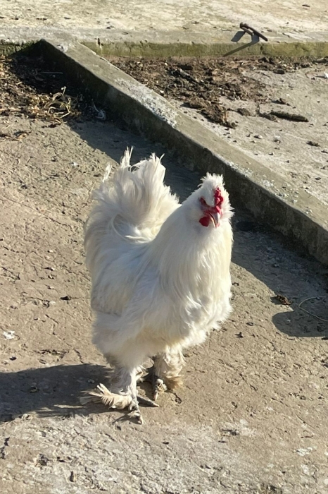 ذكر دجاج السلطان