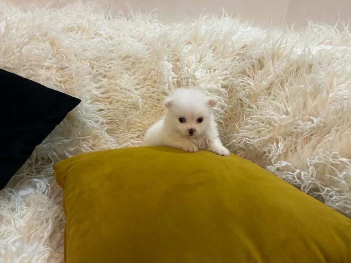 Chiots spitz pommairanie