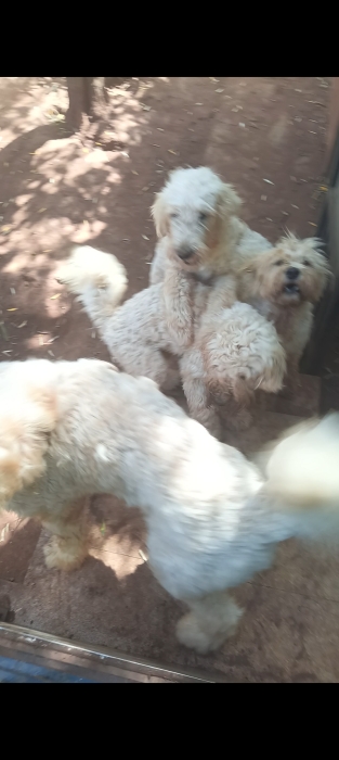 Caniche géant