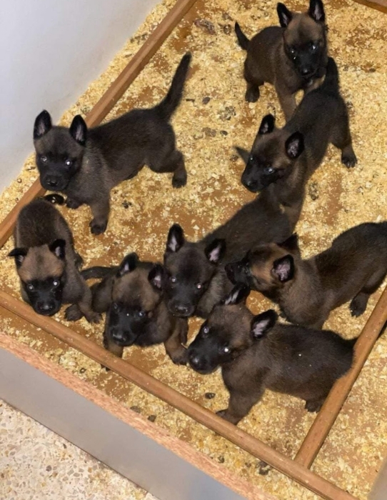 Super chiots malinois charboni