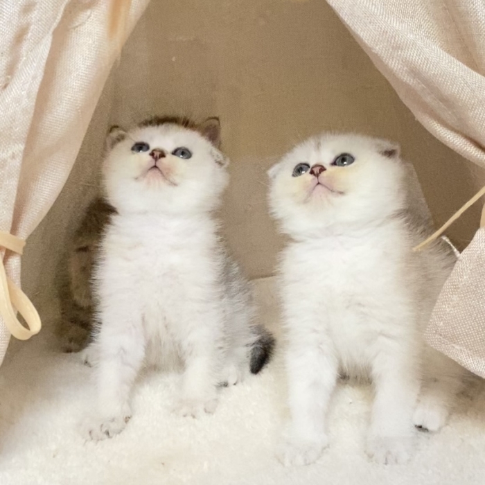Chatons Scottish fold & British