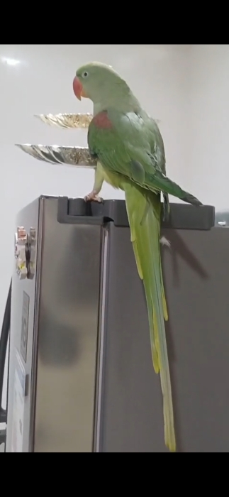 Grand Alexandre femelle