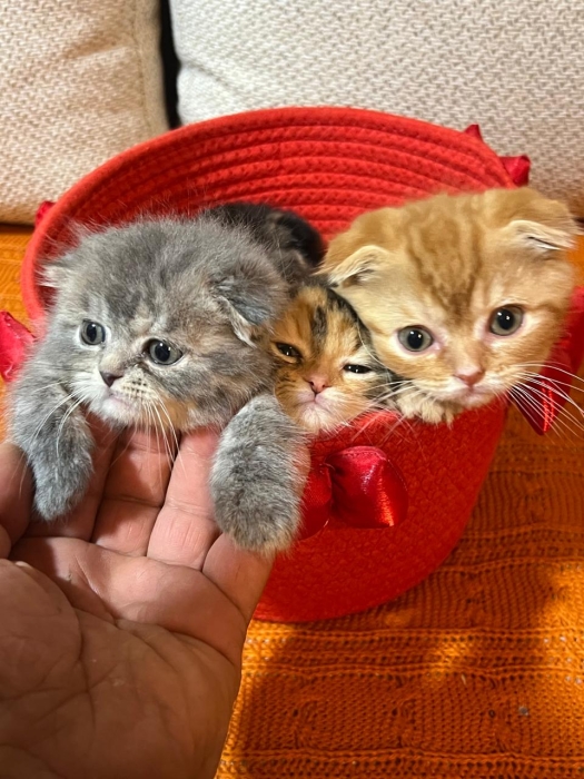 Scottish fold