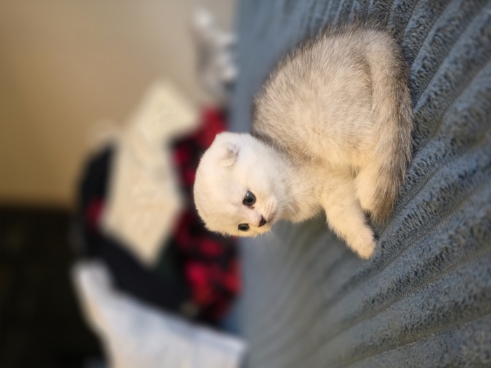 Chattons scottish fold et straight