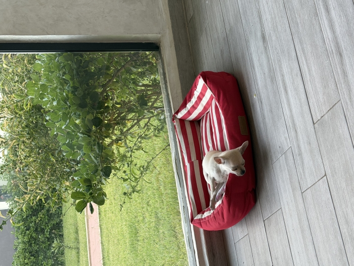 Chihuahua