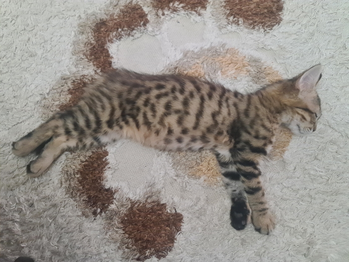 Chat Toyger