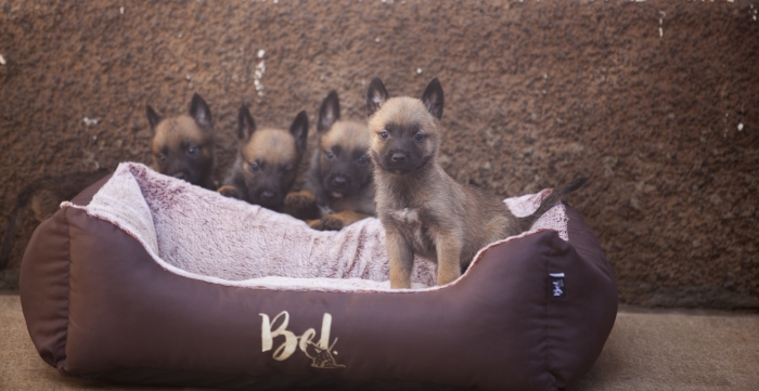 chiots malinois pure race